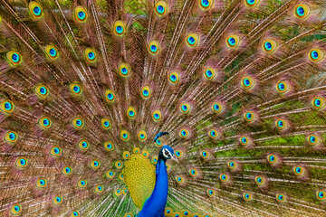 Obraz premium An Indian male peacock dancing 