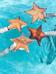 Fototapeta na wymiar starfish on the sea