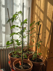Tomatenpflanzen am Fensterbrett