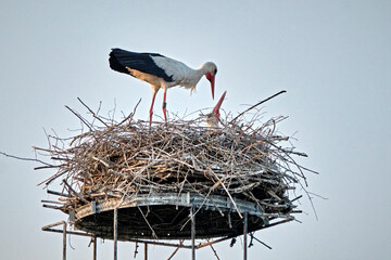 Ein Weißstorchenpaar ( Ciconia ciconia ) auf seinem Nest.