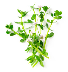fresh brahmi twigs with flowers isolated on white background, top view