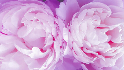 close up of pink rose flowers peonies