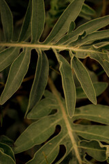 green leaves background