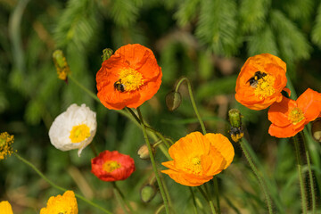 Bienen sammeln ihren Nektar von Mohnblüten. Der Mohn blüht in den Farben orange, gelb, rot und weiß. Die Blüten entfalten ihre Pracht im Sommer, vorwiegend in den Monaten Mai und Juni. 