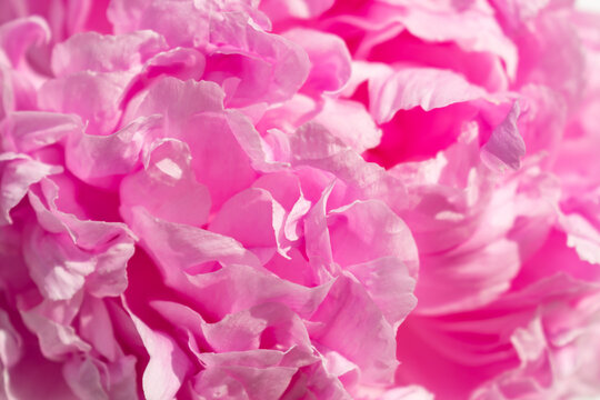 Nahaufnahme einer pinken Pfingstrosenblüte. Die Pfingstrose blüht im Frühling von Ende April bis Anfang Mai.
