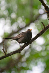 Brown bird on a branch