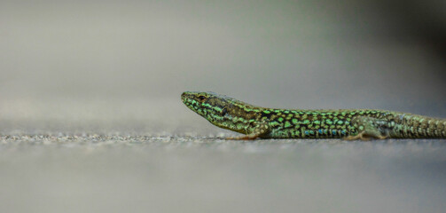 Mauereidechse © Markus Antonius 