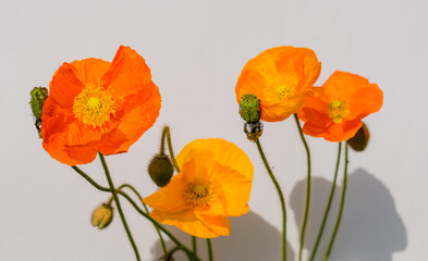 Obraz premium Bunte Mohnblumen in gelb und orange vor einem weißen Hintergrund