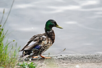 Wet duck at the pond