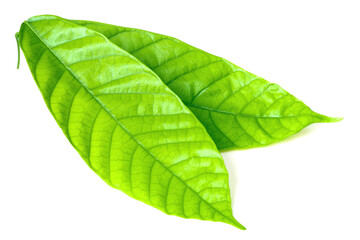 Obraz premium fresh cocoa leaves isolated on white background