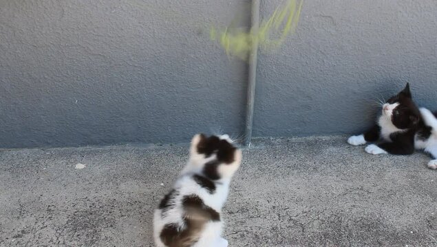Unos peque&ntilde;os gatos jugando con una planta 