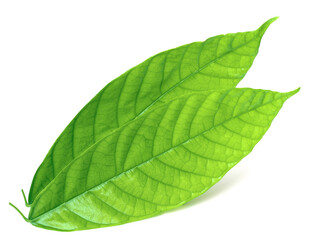 Obraz premium fresh cocoa leaves isolated on white background