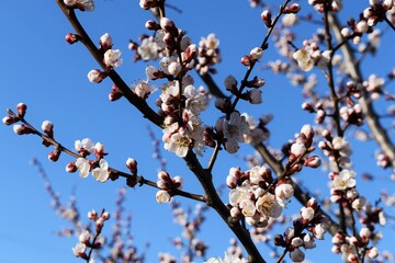 branch of the apricot tree