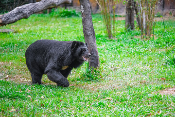 beautiful brown bear in a Park on the island of Phu Quoc