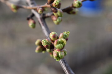 buds on the cherry tree