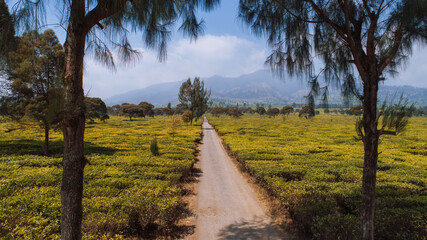 Aerial view of Tea Plantations with Mountain Background in Bandung, Indonesia.