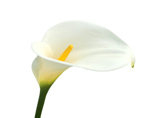 Calla lily, beautiful white calla lilies blooming in the garden, Arum lily, Gold calla isolated on white background.