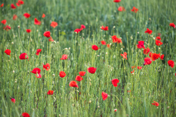 red poppy in a field. red poppy flowers
