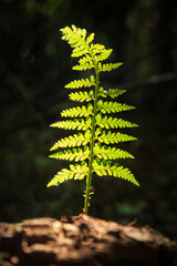 A fern frond rising from the forest floor, catching the sunlight. Photographed in New Zealand
