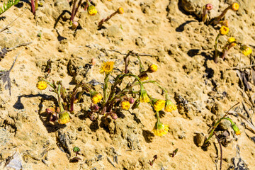 Foalfoot (tussilago farfara) blossoming on spring