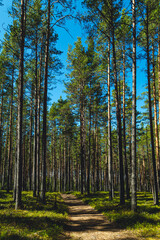 Pine forest in Karelia in summer