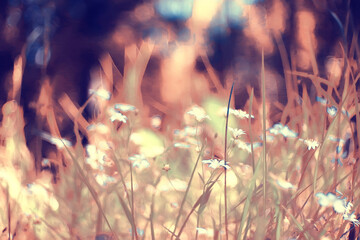 wild wildflowers field / nature landscape, abstract background view summer flowers details flower