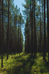 Fototapeta premium Pine forest in Karelia in summer