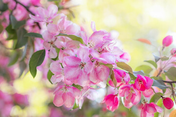 spring background, branch of a blossoming fruit tree, pink bunches of flowers, spring time