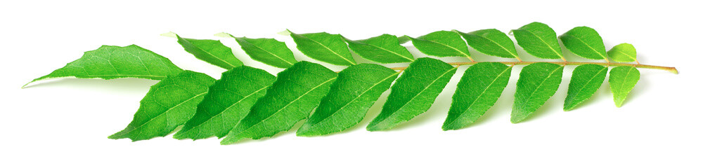 Obraz premium fresh curry leaves (Murraya koenigii) isolated on white background