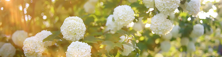 viburnum bulbanesh inflorescences on bushes in the garden / garden bushes of viburnum with white flowers summer view