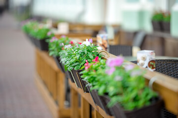 Urban landscape design. Contrast of color flower and the blue sky.