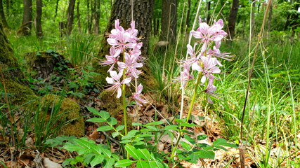 Waldblumen im Frühling