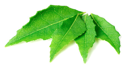 fresh curry leaves (Murraya koenigii) isolated on white background