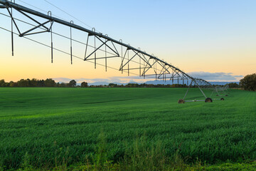 A long metal watering system stretching across lush green pasture. Photographed at sunset in the Waikato region, New Zealand