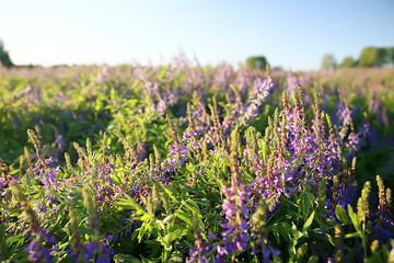 Obraz premium landscape wildflowers / large field and sky landscape in the village, purple flowers wildlife