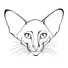 Oriental cat face. Hand-drawn vector illustration. Sketch. Line art.