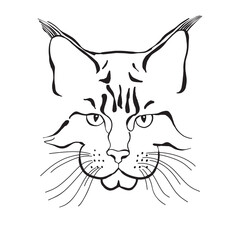 Maine coon face. Hand-drawn vector illustration. Sketch. Line art.