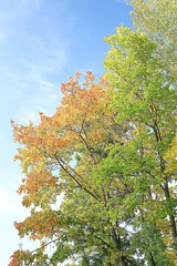 Naklejka premium look up branches of autumn trees / abstract background, autumn landscape, yellow leaves on trees in the sky