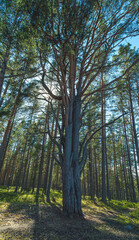 Obraz premium Pine forest in Karelia in summer