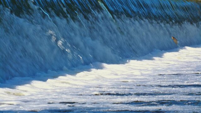 Carp Cypriniformes Leaping Upsteam River Weir. 4K Slo-Mo Footage