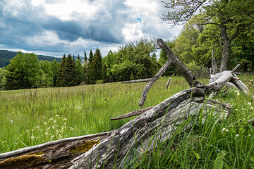 Fototapeta premium green meadow in sumava natural park in czechia
