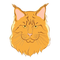 Maine coon face. Hand-drawn vector illustration on white. Isolated element for design.