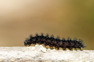 Aglais io, oruga de color negro caminando sobre la rama con fondo gris.