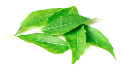 Fototapeta premium fresh curry leaves (Murraya koenigii) isolated on white background