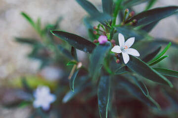 native Australian philotheca plant with white flowers outdoor in sunny backyard