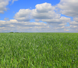 green grass on agricultural field