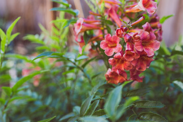 tacoma plant with red flowers outdoor in sunny backyard
