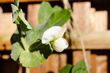 close-up of snowpeas plant with flower outdoor in sunny backyard