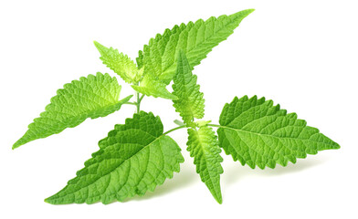 fresh Korean mint twigs isolated on white background