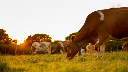 Cows in the field durring sunset in Guernsey